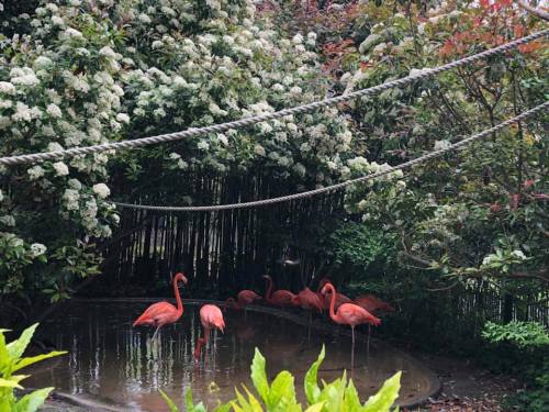 A group of pink flamingos wading in shallow water surrounded by lush greenery and flowering bushes.