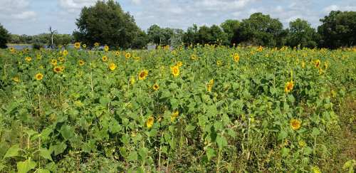 A vibrant field of sunflowers under a blue sky, surrounded by green trees and a calm body of water in the background.