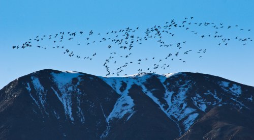 A flock of birds flies over snow-capped mountains against a clear blue sky.