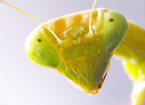Close-up of a green mantis head, showcasing large, round eyes and detailed textures on its face.