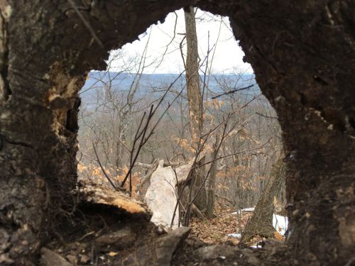 View through a hollowed tree trunk, framing a distant landscape of trees and hills under a cloudy sky.