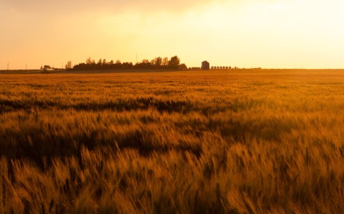 Golden wheat field under a sunset, with a distant silhouette of trees and a barn on the horizon.