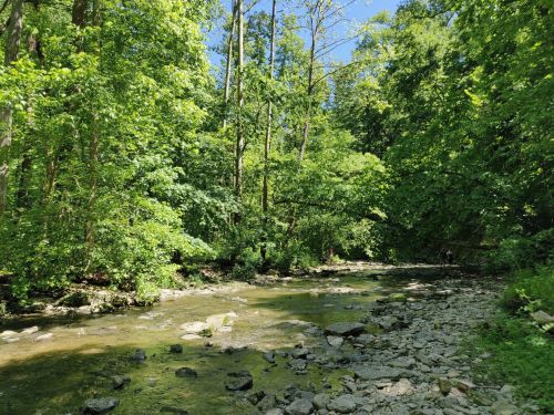 A serene stream flows through a lush green forest, surrounded by tall trees and rocky banks under a clear blue sky.
