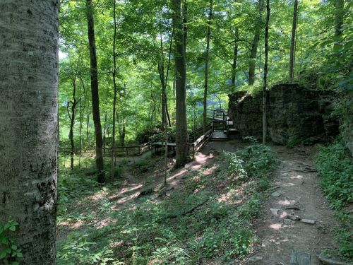 A serene forest scene with lush green trees, a wooden bridge, and a rocky outcrop along a winding path.