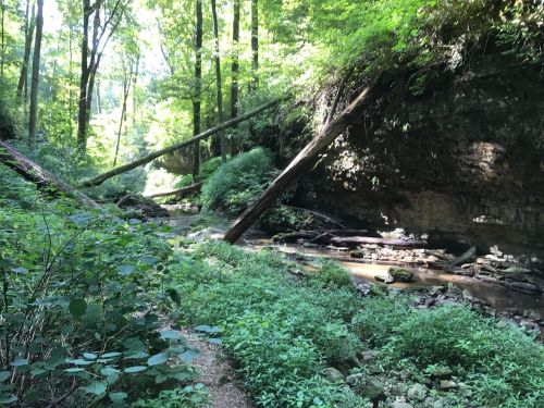A serene forest scene with lush greenery, a small stream, and fallen trees in a sunlit, wooded area.