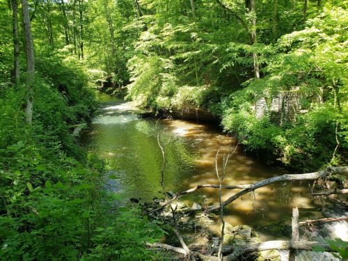 A serene forest scene featuring a winding creek surrounded by lush green trees and foliage.