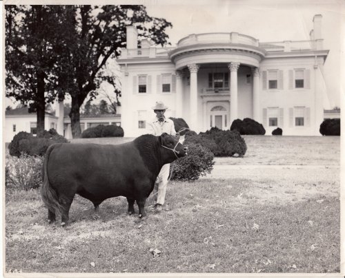 A man in a hat stands beside a large bull in front of a grand white mansion with a circular entrance.