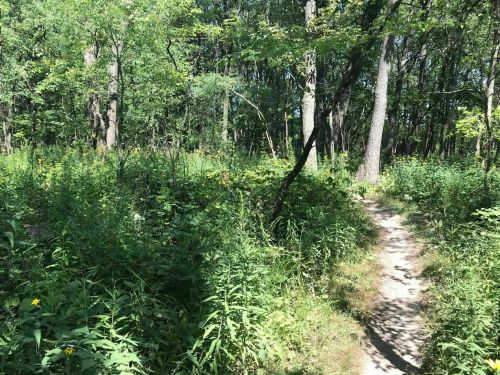 A narrow dirt path winds through a lush green forest filled with trees and wildflowers.