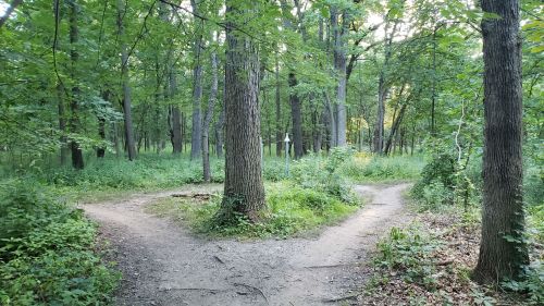 A fork in a wooded path surrounded by tall trees and lush greenery, with sunlight filtering through the leaves.