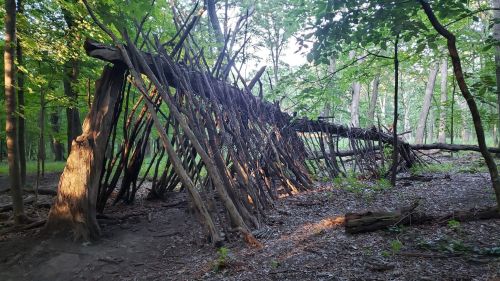 A rustic structure made of branches and sticks, nestled in a lush green forest. Sunlight filters through the trees.