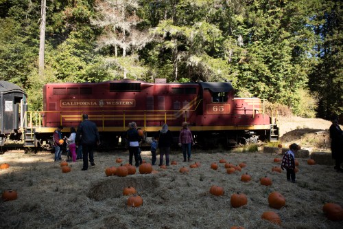 A vintage train in a pumpkin patch with families exploring the area among scattered pumpkins and trees.