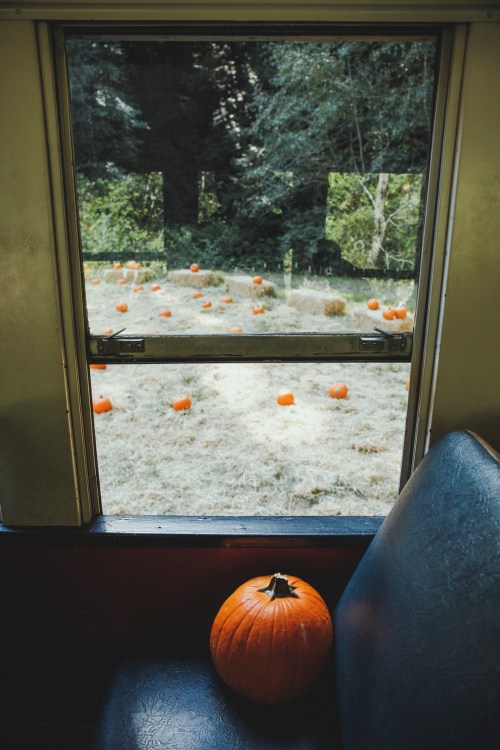 View from a train window showing a pumpkin patch with scattered pumpkins and a single pumpkin on the seat.