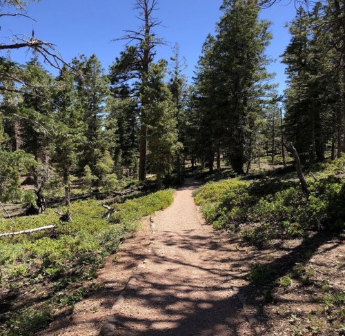 A winding dirt path through a lush green forest with tall trees under a clear blue sky.