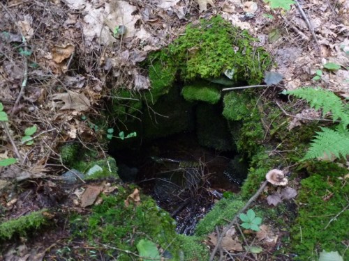 A small, moss-covered opening in the ground surrounded by leaves and ferns, revealing a glimpse of water below.