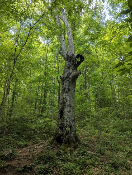 A tall, weathered tree stands in a lush green forest, surrounded by vibrant foliage and dappled sunlight.