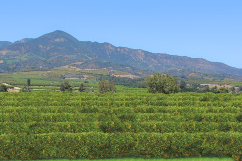 Lush green fields with orange trees, set against a backdrop of rolling hills and mountains under a clear blue sky.