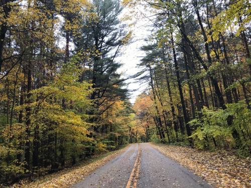 A serene road lined with trees displaying vibrant autumn foliage, leading into a peaceful forest.
