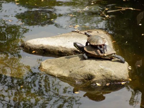 Two turtles basking on a rock in a pond, one sitting on top of the other, surrounded by calm water and reflections.