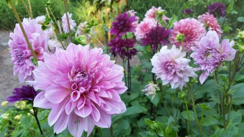 A vibrant garden filled with blooming dahlias in shades of pink and purple, surrounded by lush green foliage.