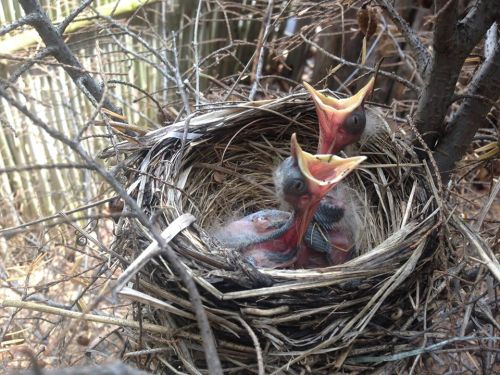 Three baby birds with open beaks in a nest made of twigs and grass, surrounded by branches.