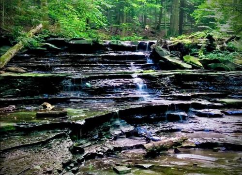 A serene forest scene featuring a cascading waterfall over rocky steps, surrounded by lush green trees.