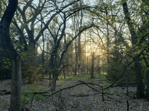 Sunlight filters through trees in a serene forest, casting a warm glow on the leaf-covered ground.