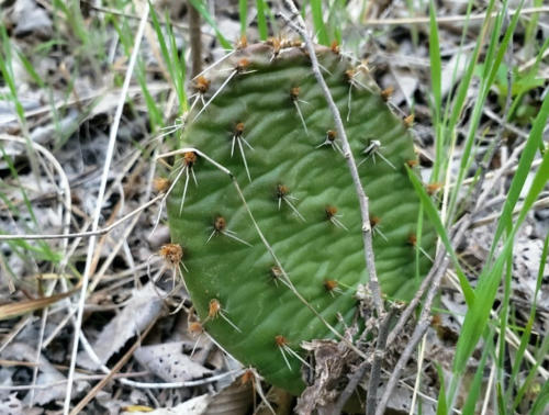 A close-up of a green cactus pad with small spines, surrounded by grass and dried leaves.