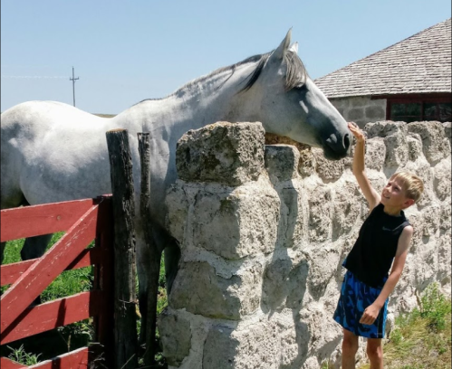 A boy gently pets a gray horse over a stone wall in a rural setting.