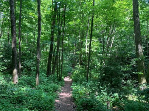A serene forest path surrounded by tall trees and lush green foliage, inviting exploration and tranquility.