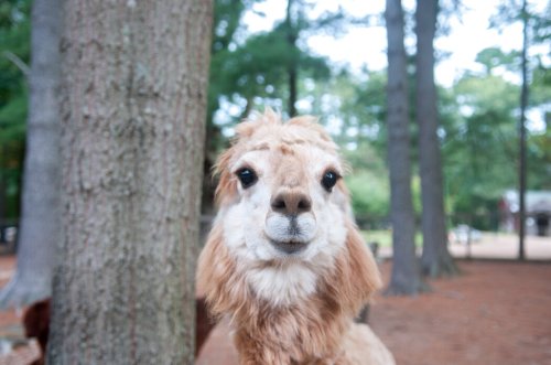A close-up of a curious llama with a fluffy coat, standing among tall trees in a wooded area.