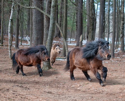 Three small ponies with long manes running through a forested area with trees and scattered snow on the ground.