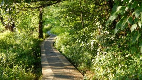 A winding wooden path through lush green foliage and trees, inviting exploration in a serene natural setting.