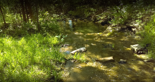A serene stream flows through a lush green forest, surrounded by grass and trees, reflecting dappled sunlight.