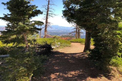 A scenic trail winding through tall trees, leading to a distant view of mountains under a clear blue sky.