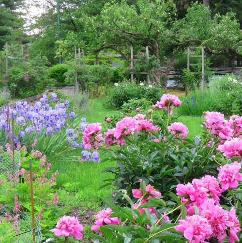 A vibrant garden filled with pink peonies and purple irises, surrounded by lush greenery and trees.