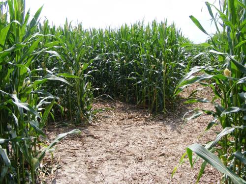 A pathway through tall green corn plants under a bright sky.