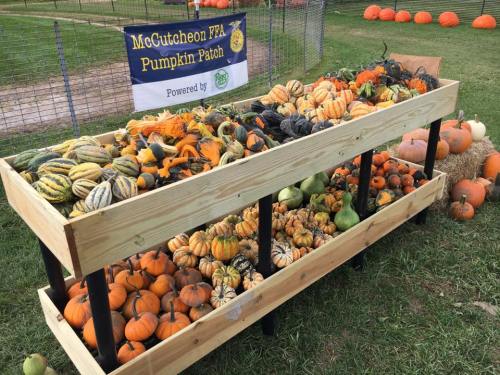 A wooden display table filled with various pumpkins and gourds at McCutcheon FFA Pumpkin Patch.