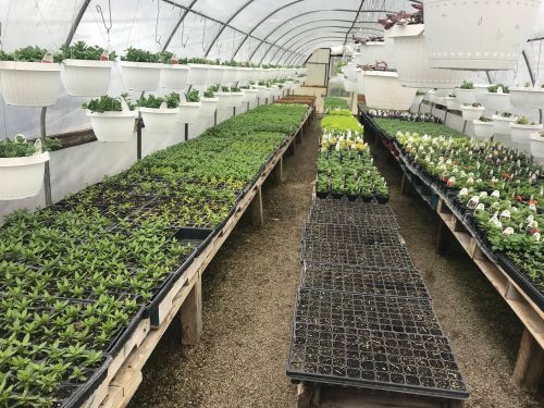 A greenhouse filled with rows of potted plants and seedlings on tables, with hanging planters above.
