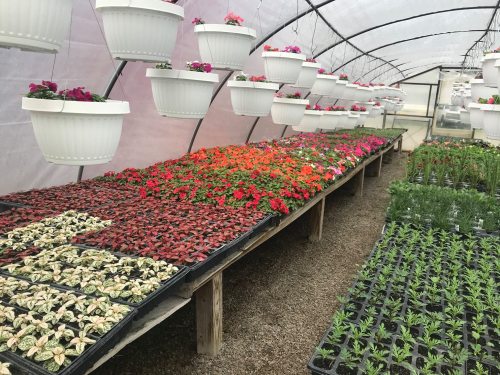 A greenhouse filled with vibrant flowers in pots and trays, showcasing a variety of colorful blooms and greenery.