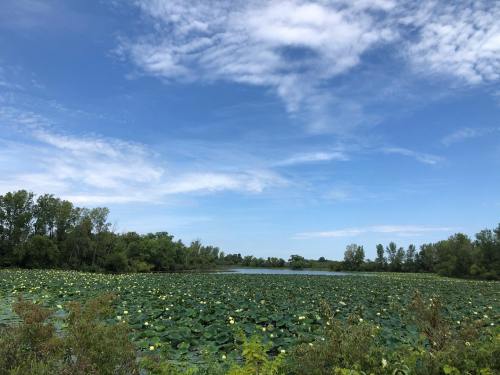 A serene lake covered with lily pads under a blue sky with scattered clouds, surrounded by lush greenery.