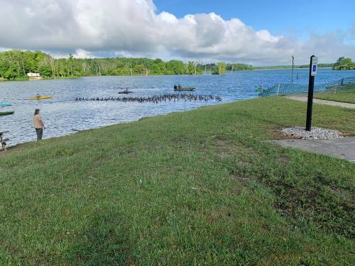 A serene lake scene with kayakers, a person on the shore, and a group of ducks swimming in the water.