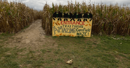 Sign at the entrance of a corn maze, surrounded by tall corn stalks, with colorful lettering and autumn decorations.