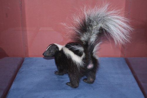 A taxidermy skunk with a bushy, white-tipped tail, displayed against a maroon background.