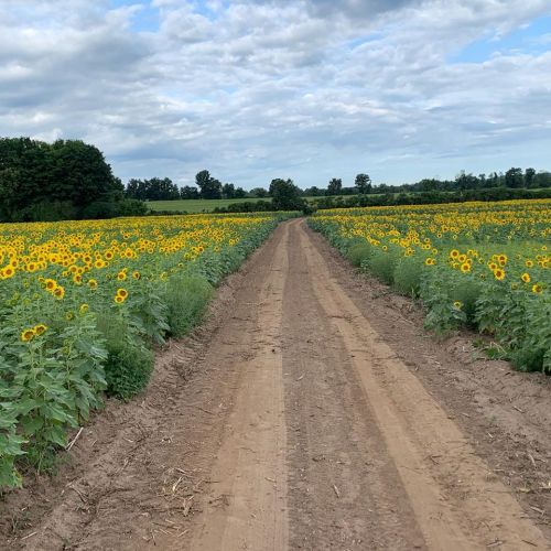A dirt path stretches between vibrant sunflower fields under a cloudy sky.