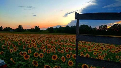 A vibrant field of sunflowers under a colorful sunset, framed by a wooden fence.