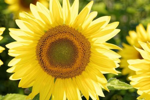 A close-up of a vibrant sunflower with bright yellow petals and a textured brown center, surrounded by green leaves.