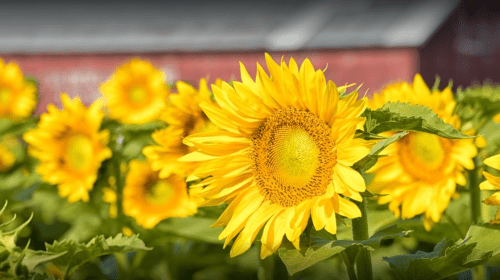 A field of vibrant sunflowers in full bloom, with a rustic red barn in the background.