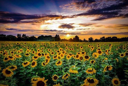 A vibrant field of sunflowers under a dramatic sunset with colorful clouds in the sky.