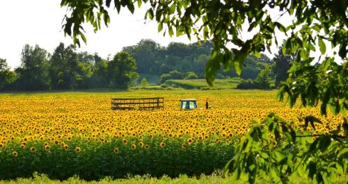 A vibrant field of sunflowers with a tractor in the distance, framed by green leaves.