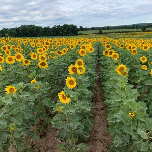 A vibrant field of sunflowers stretches towards the horizon under a cloudy sky.